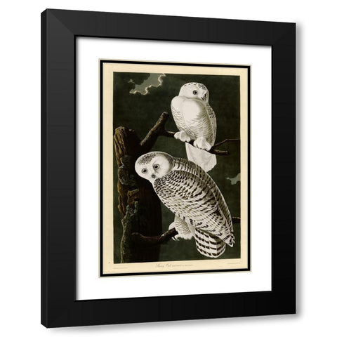 Snowy Owl Black Modern Wood Framed Art Print with Double Matting by Vintage Apple Collection