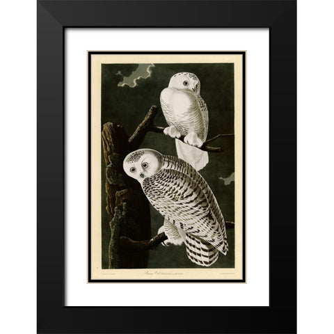 Snowy Owl Black Modern Wood Framed Art Print with Double Matting by Vintage Apple Collection
