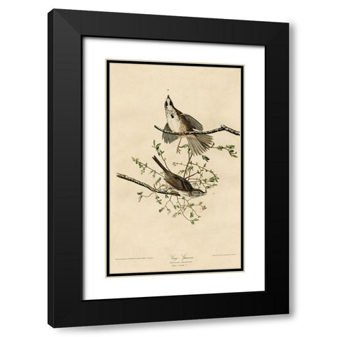 Song Sparrow Black Modern Wood Framed Art Print with Double Matting by Vintage Apple Collection