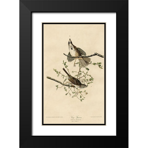 Song Sparrow Black Modern Wood Framed Art Print with Double Matting by Vintage Apple Collection