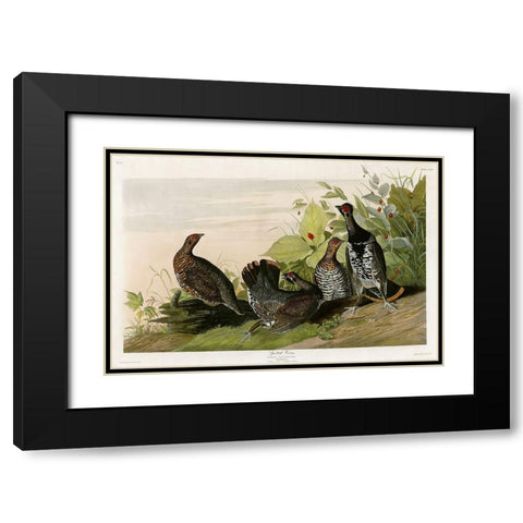 Spotted Grouse Black Modern Wood Framed Art Print with Double Matting by Vintage Apple Collection