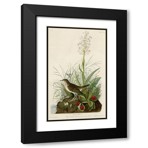 Tawny Thrush Black Modern Wood Framed Art Print with Double Matting by Vintage Apple Collection