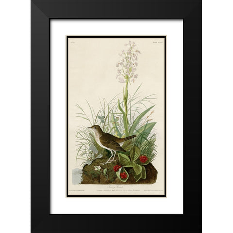 Tawny Thrush Black Modern Wood Framed Art Print with Double Matting by Vintage Apple Collection