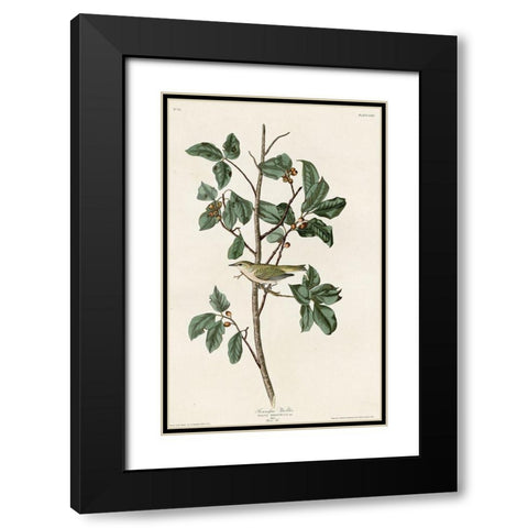 Tennessee Warbler Black Modern Wood Framed Art Print with Double Matting by Vintage Apple Collection