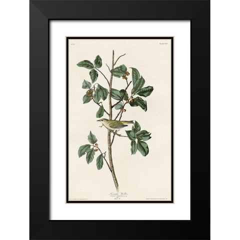 Tennessee Warbler Black Modern Wood Framed Art Print with Double Matting by Vintage Apple Collection