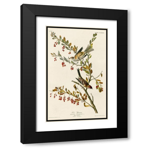 Tree Sparrow Black Modern Wood Framed Art Print with Double Matting by Vintage Apple Collection