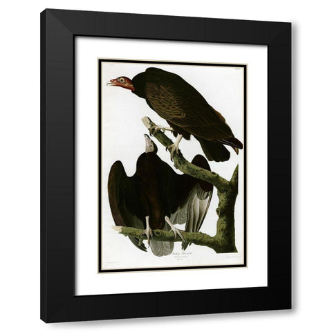 Turkey Buzzard Black Modern Wood Framed Art Print with Double Matting by Vintage Apple Collection