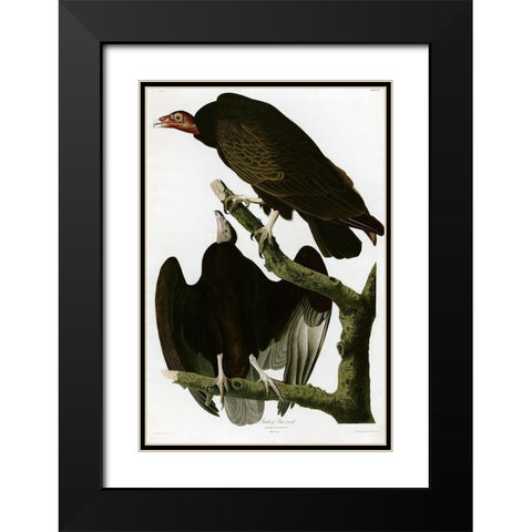 Turkey Buzzard Black Modern Wood Framed Art Print with Double Matting by Vintage Apple Collection