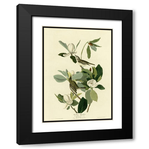 Warbling Flycatcher Black Modern Wood Framed Art Print with Double Matting by Vintage Apple Collection