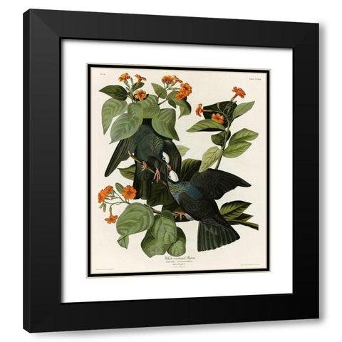 White Crowned Pigeon Black Modern Wood Framed Art Print with Double Matting by Vintage Apple Collection