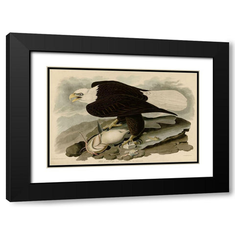 White Headed Eagle Black Modern Wood Framed Art Print with Double Matting by Vintage Apple Collection