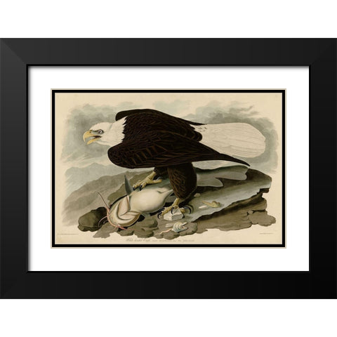White Headed Eagle Black Modern Wood Framed Art Print with Double Matting by Vintage Apple Collection
