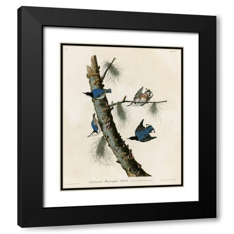 Whitebreasted Black Capped Nuthatch Black Modern Wood Framed Art Print with Double Matting by Vintage Apple Collection