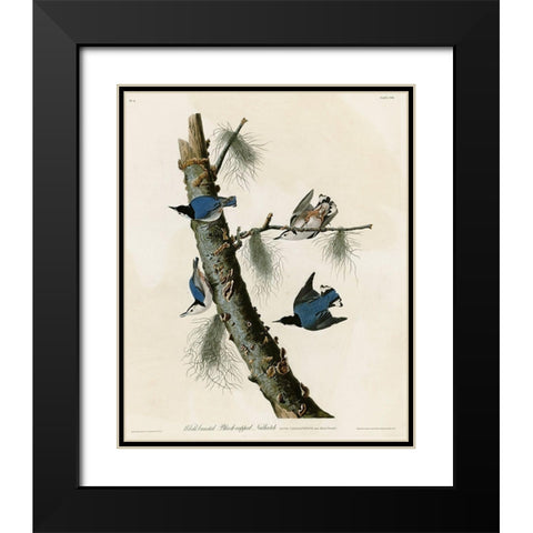 Whitebreasted Black Capped Nuthatch Black Modern Wood Framed Art Print with Double Matting by Vintage Apple Collection