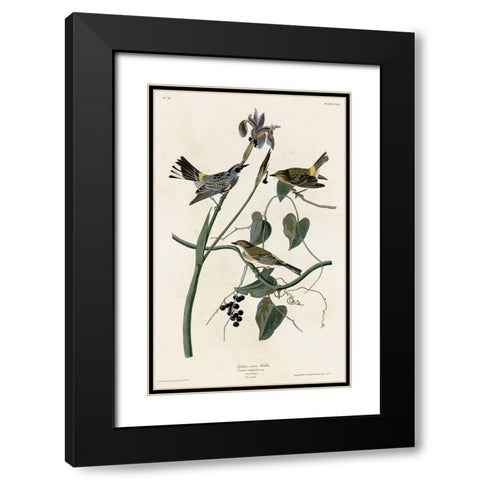 Yellow Crown Warbler Black Modern Wood Framed Art Print with Double Matting by Vintage Apple Collection