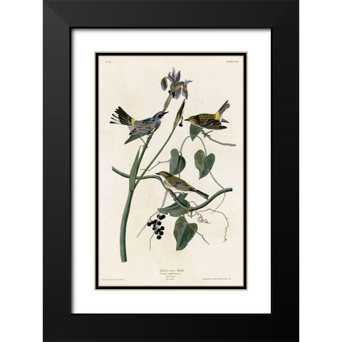 Yellow Crown Warbler Black Modern Wood Framed Art Print with Double Matting by Vintage Apple Collection