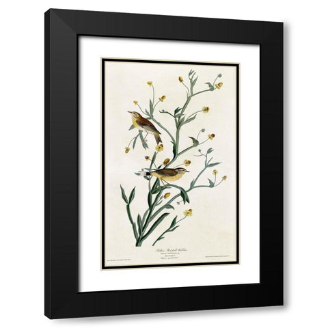 Yellow Red Poll Warbler Black Modern Wood Framed Art Print with Double Matting by Vintage Apple Collection