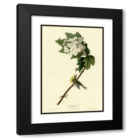 Yellow Throated Vireo Black Modern Wood Framed Art Print with Double Matting by Vintage Apple Collection