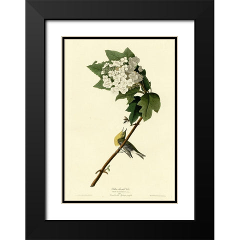 Yellow Throated Vireo Black Modern Wood Framed Art Print with Double Matting by Vintage Apple Collection