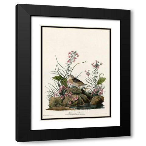 Yellow Winged Sparrow Black Modern Wood Framed Art Print with Double Matting by Vintage Apple Collection