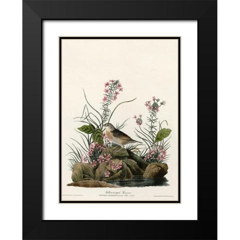 Yellow Winged Sparrow Black Modern Wood Framed Art Print with Double Matting by Vintage Apple Collection