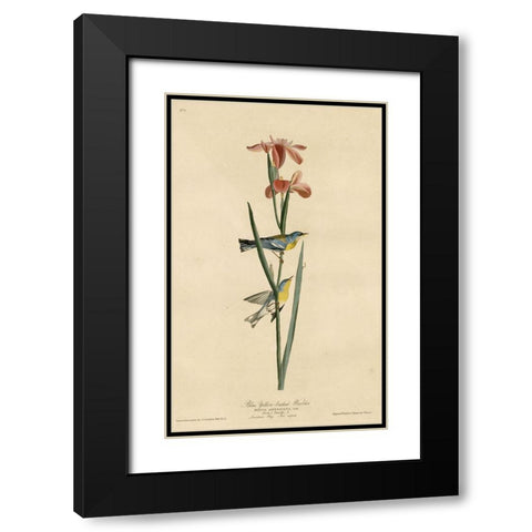Yellowbackedwarbler Black Modern Wood Framed Art Print with Double Matting by Vintage Apple Collection