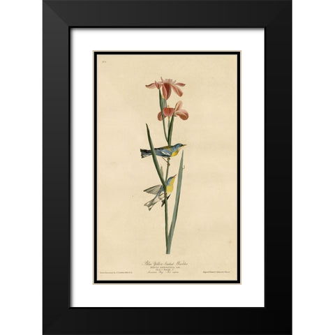 Yellowbackedwarbler Black Modern Wood Framed Art Print with Double Matting by Vintage Apple Collection
