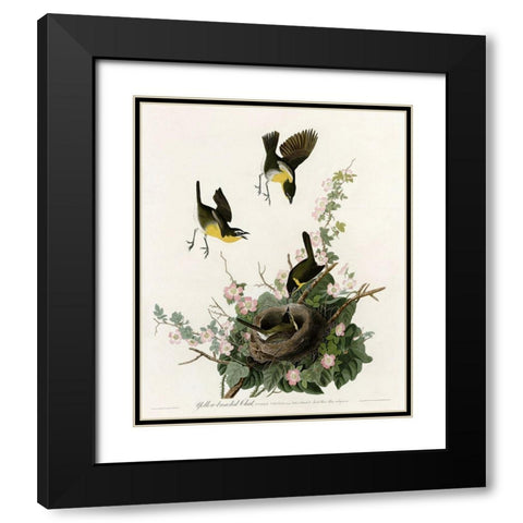 Yellowbreasted Chat Black Modern Wood Framed Art Print with Double Matting by Vintage Apple Collection