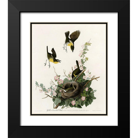 Yellowbreasted Chat Black Modern Wood Framed Art Print with Double Matting by Vintage Apple Collection