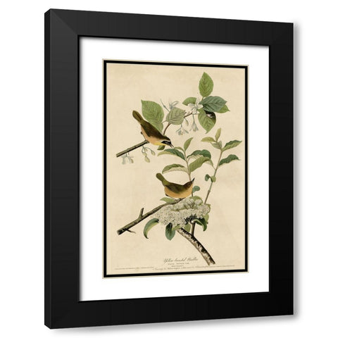 Yellowbreasted Warbler Black Modern Wood Framed Art Print with Double Matting by Vintage Apple Collection