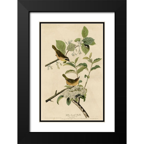 Yellowbreasted Warbler Black Modern Wood Framed Art Print with Double Matting by Vintage Apple Collection