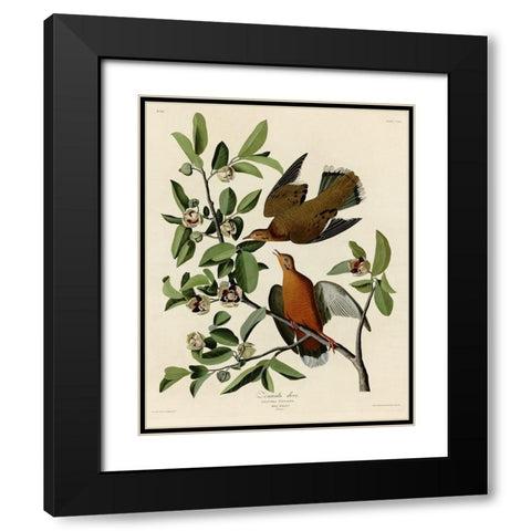 Zenaida Dove Black Modern Wood Framed Art Print with Double Matting by Vintage Apple Collection