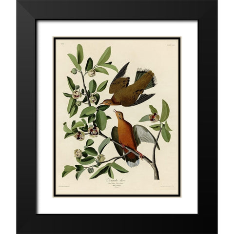 Zenaida Dove Black Modern Wood Framed Art Print with Double Matting by Vintage Apple Collection
