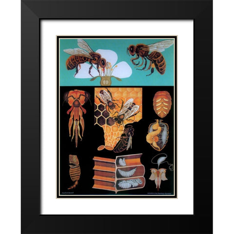 Bee Black Modern Wood Framed Art Print with Double Matting by Vintage Apple Collection