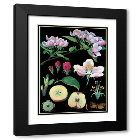 Apple Tree Black Modern Wood Framed Art Print with Double Matting by Vintage Apple Collection