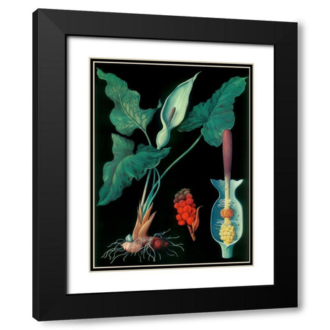 Arum Black Modern Wood Framed Art Print with Double Matting by Vintage Apple Collection
