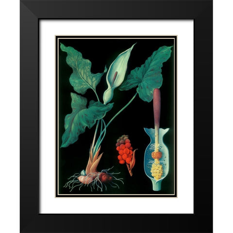 Arum Black Modern Wood Framed Art Print with Double Matting by Vintage Apple Collection