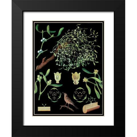 Mistletoe Black Modern Wood Framed Art Print with Double Matting by Vintage Apple Collection