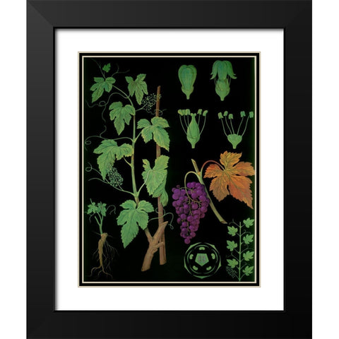 Wine Grapevine Black Modern Wood Framed Art Print with Double Matting by Vintage Apple Collection
