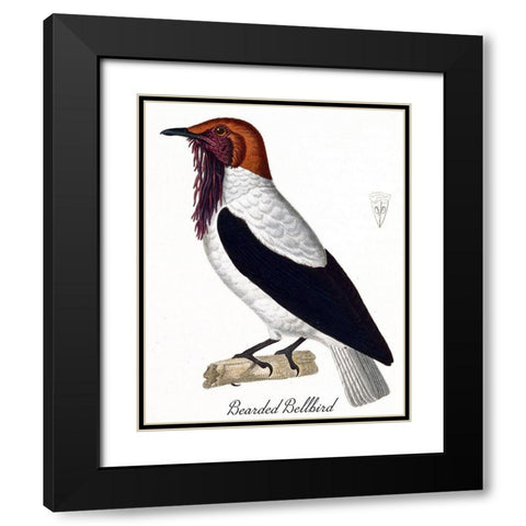 Bearded Bellbird Black Modern Wood Framed Art Print with Double Matting by Vintage Apple Collection