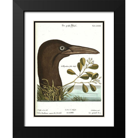 Booby Bird Black Modern Wood Framed Art Print with Double Matting by Vintage Apple Collection