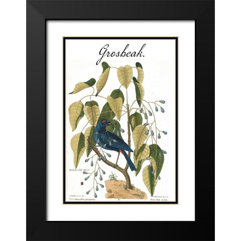 Grosbeak Black Modern Wood Framed Art Print with Double Matting by Vintage Apple Collection