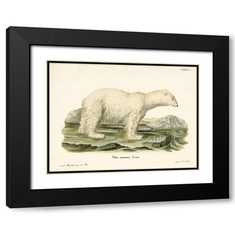 Polar Bear. II Black Modern Wood Framed Art Print with Double Matting by Vintage Apple Collection