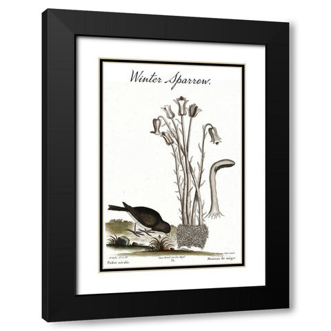 Winter Sparrow Black Modern Wood Framed Art Print with Double Matting by Vintage Apple Collection