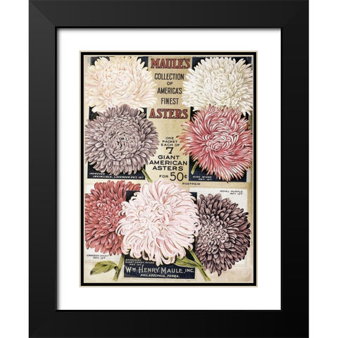 1915 Maules Asters Black Modern Wood Framed Art Print with Double Matting by Vintage Apple Collection