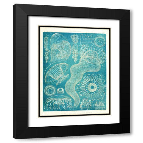 Jellyfish Sealife Black Modern Wood Framed Art Print with Double Matting by Vintage Apple Collection