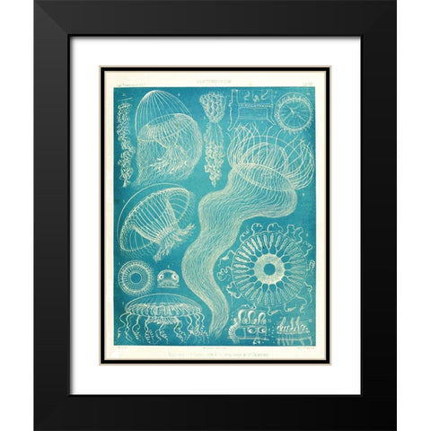 Jellyfish Sealife Black Modern Wood Framed Art Print with Double Matting by Vintage Apple Collection