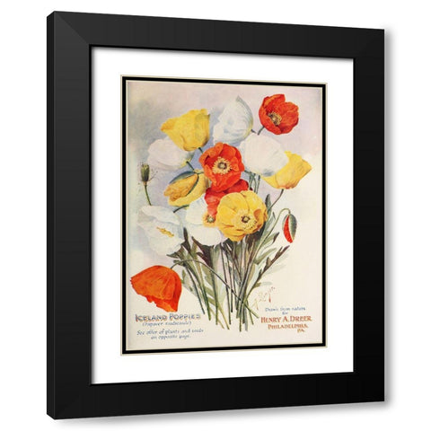 poppies-dreer1907 Black Modern Wood Framed Art Print with Double Matting by Vintage Apple Collection