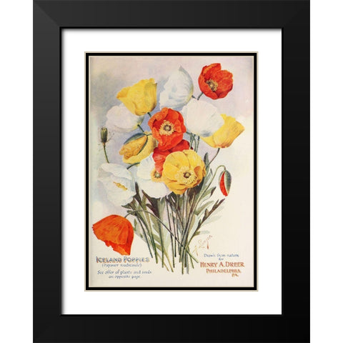 poppies-dreer1907 Black Modern Wood Framed Art Print with Double Matting by Vintage Apple Collection