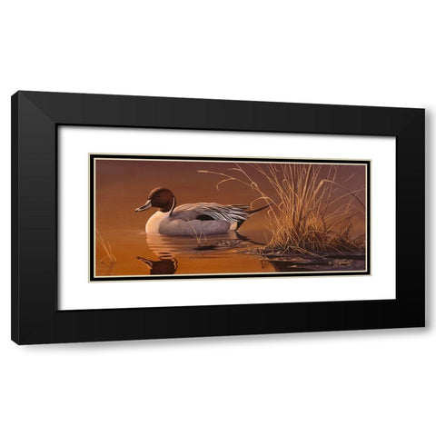 Amber Light - Pintail Black Modern Wood Framed Art Print with Double Matting by Goebel, Wilhelm